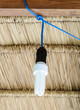 Modern bulb