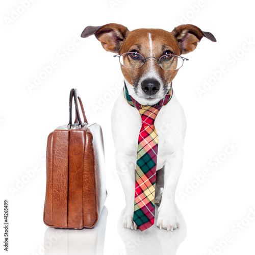Photo: business dog with a leather bag business dog with a leather bag