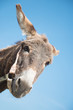 Donkey