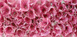 amaryllis 15