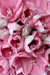 amaryllis 16