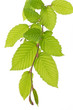 Buchenblätter (Fagus) im Frühling