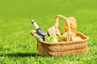 picnic