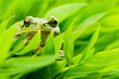 tree_frog