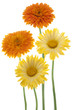 calendula