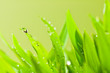 grass