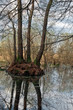 bog