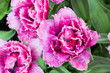 pink tulip in a garden