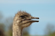 Photo: Vogel Strauß Vogel Strauß