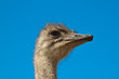 Photo: Vogel Strauß Vogel Strauß
