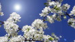 Blossoming cherry against the blue sky and a bright sun