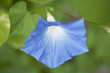アサガオの花