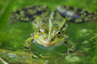 Augen aus dem Wasser