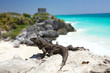 Photo: Wild iguana at Tulum ruin's Wild iguana at Tulum ruin's