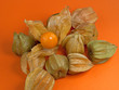 Physalis