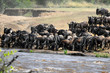 The great migration of wildebeest
