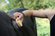 Photo: bouchonner un cheval bouchonner un cheval