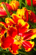 Parrot tulips
