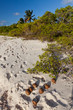 Plage de Coco Point à Barbuda Plage de Coco Point à Barbuda