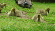 geese family geese family