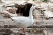 Goose or gander by lake