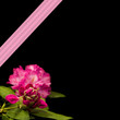 Rododendron Square Graphic