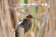 female redwing blackbird