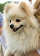 German spitz