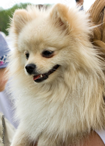 Foto: German spitz German spitz