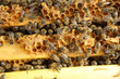 Honigbienen