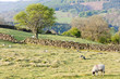 North York Moors National Park, North Yorkshire, England