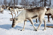 SIBERIE : Rennes - Caribous
