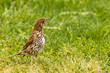 Song Thrush foraging in green grass Song Thrush foraging in green grass