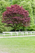 park in Karlovy Vary (Carlsbad), Czech Republic