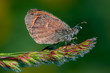 Coenonympha pamphilus (Linnaeus 1758) Pamfila