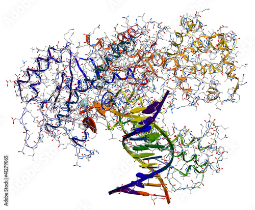 Illustration: DNA polymerase I, enzyme participated in the DNA replication DNA polymerase I, enzyme participated in the DNA replication