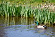 Male duck swimming in park pond