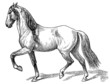 Vector: The style walk a horse. The style walk a horse.