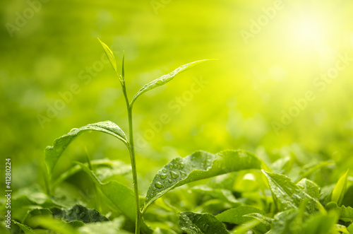 Photo: Tea Leaf Tea Leaf