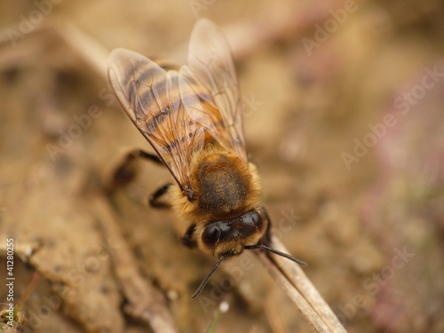 Photo: Abeille Abeille