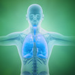Respiratory system scientific illustration