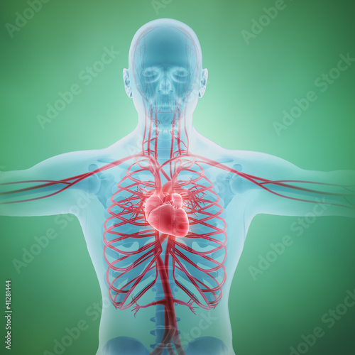 Illustration: Human circulatory system Human circulatory system