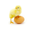 Detalii fotografie chicken