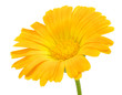 Details der Fotografie orange flower