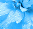 Abstract petals