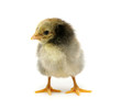 Detalii fotografie little chicken