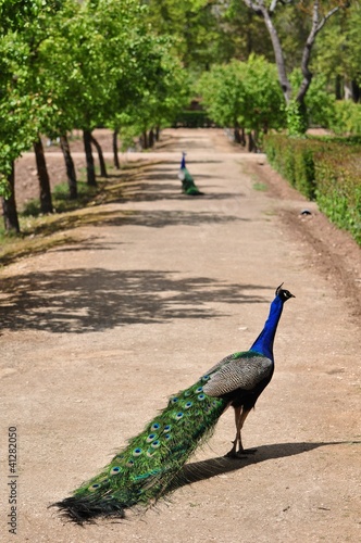 Photo: Peacock Peacock