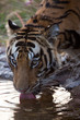 Bengal tiger drinking