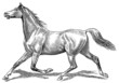 Vector: The style walk a horse. Trot (horse gait). The style walk a horse. Trot (horse gait).