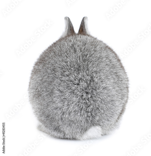 Photo: Gray rabbit bunny baby fur ball view from back Gray rabbit bunny baby fur ball view from back